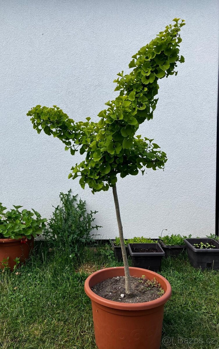 Ginkgo biloba