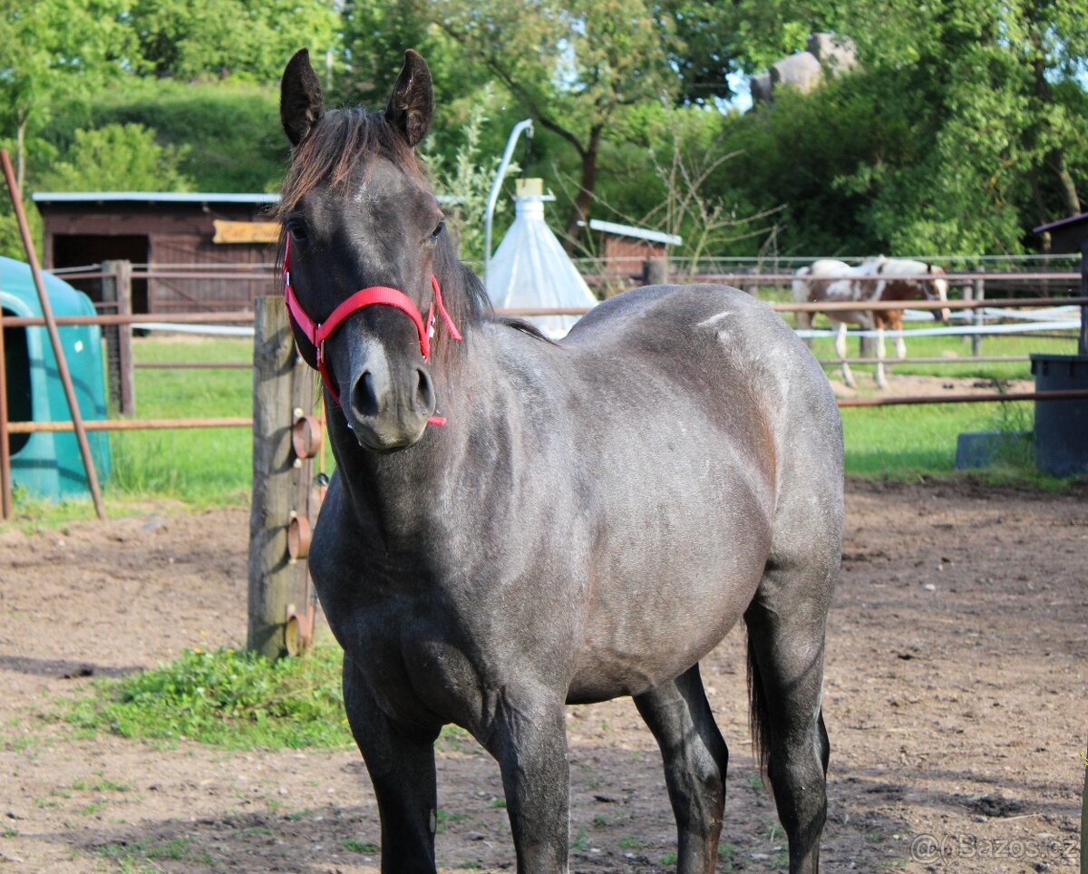 APH black roan po PG Gunpowder