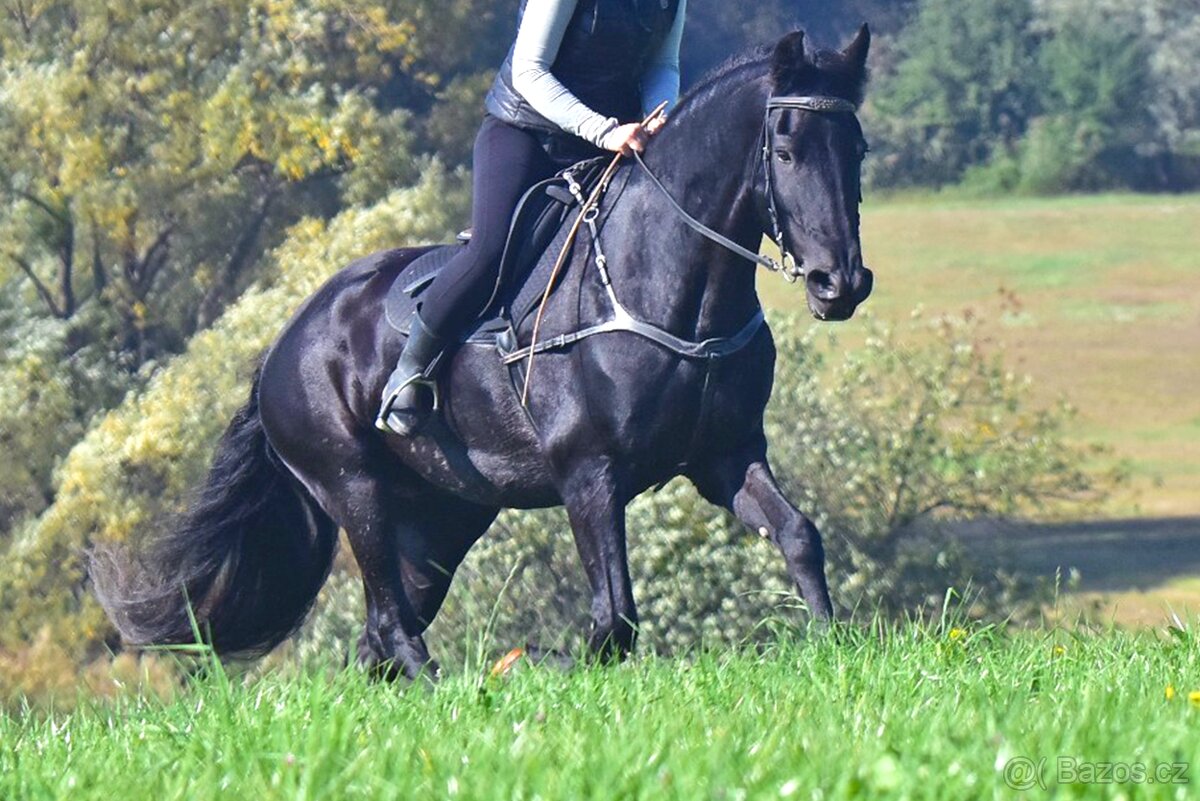 Fríský kůň