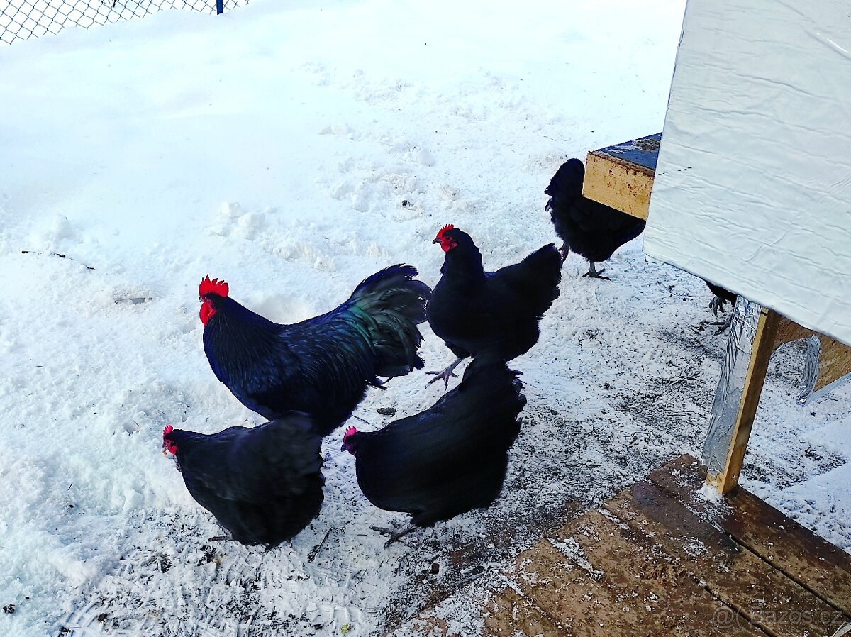 Násadová vejce a kuřátka Australka