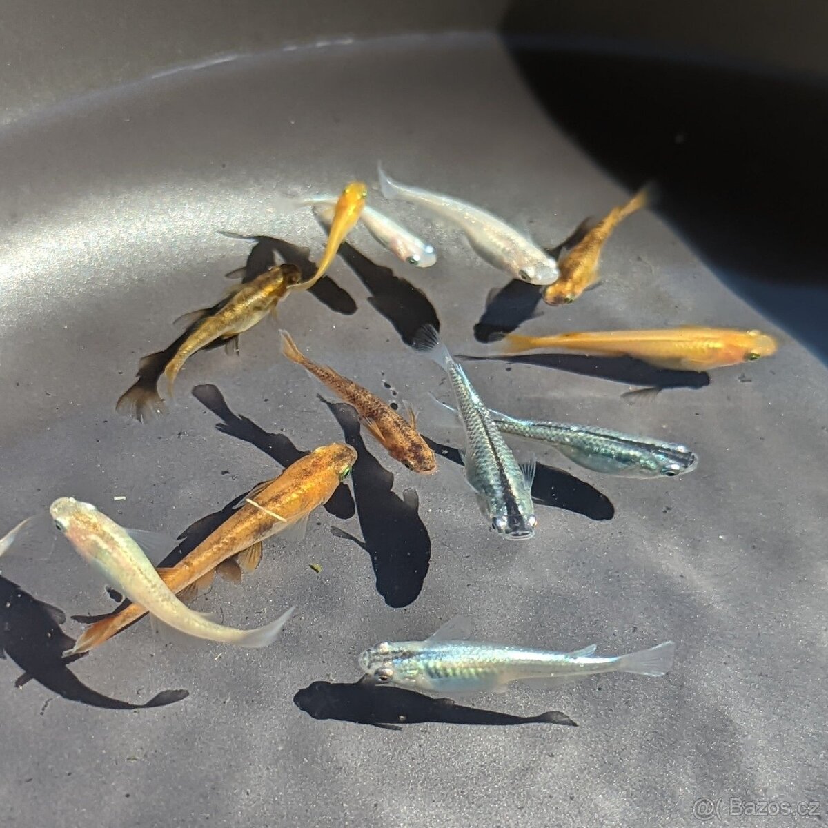 Medaka japonská,Oryzias latipes, Rýžová ryba