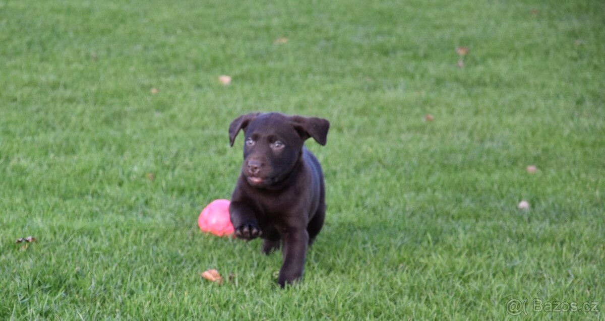 Labradorsky retrivr čistokrevný