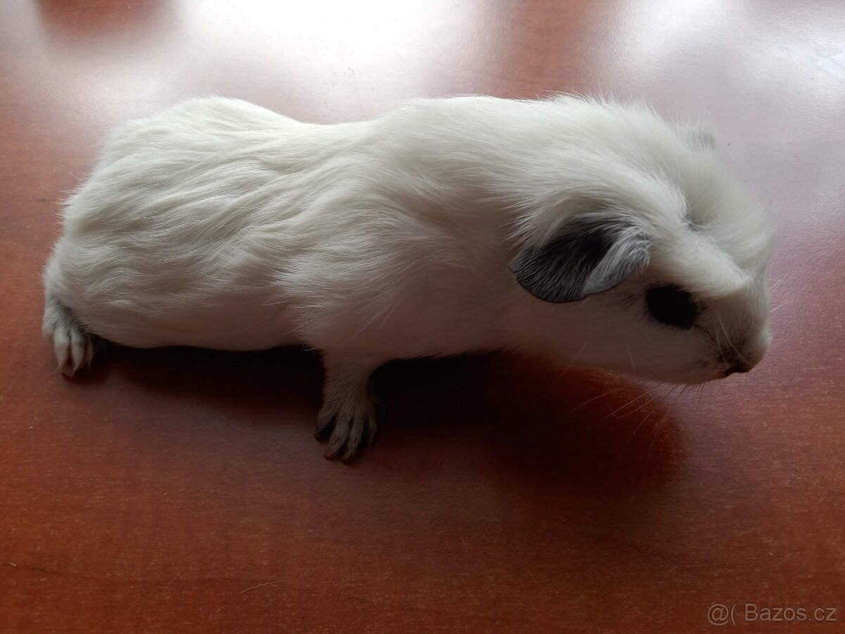 Morče morčata Cuy samec a samice