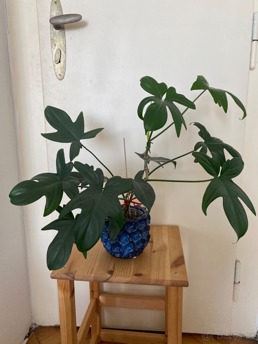 Philodendron squamiferium