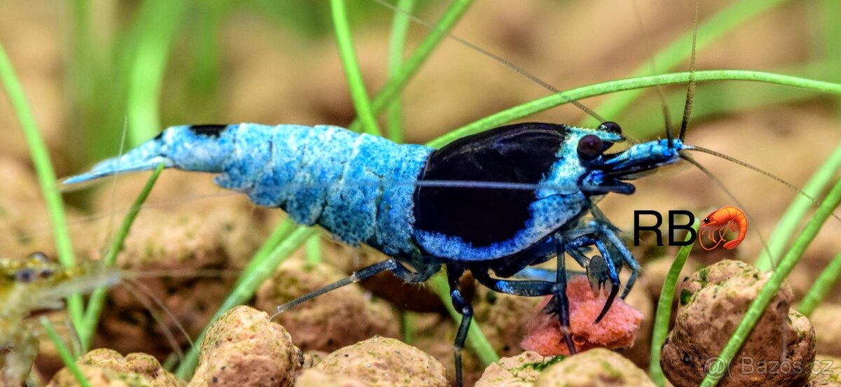 TOP AKVA KREVETKY PREMIUM Caridina a Neocaridina - Odchovy