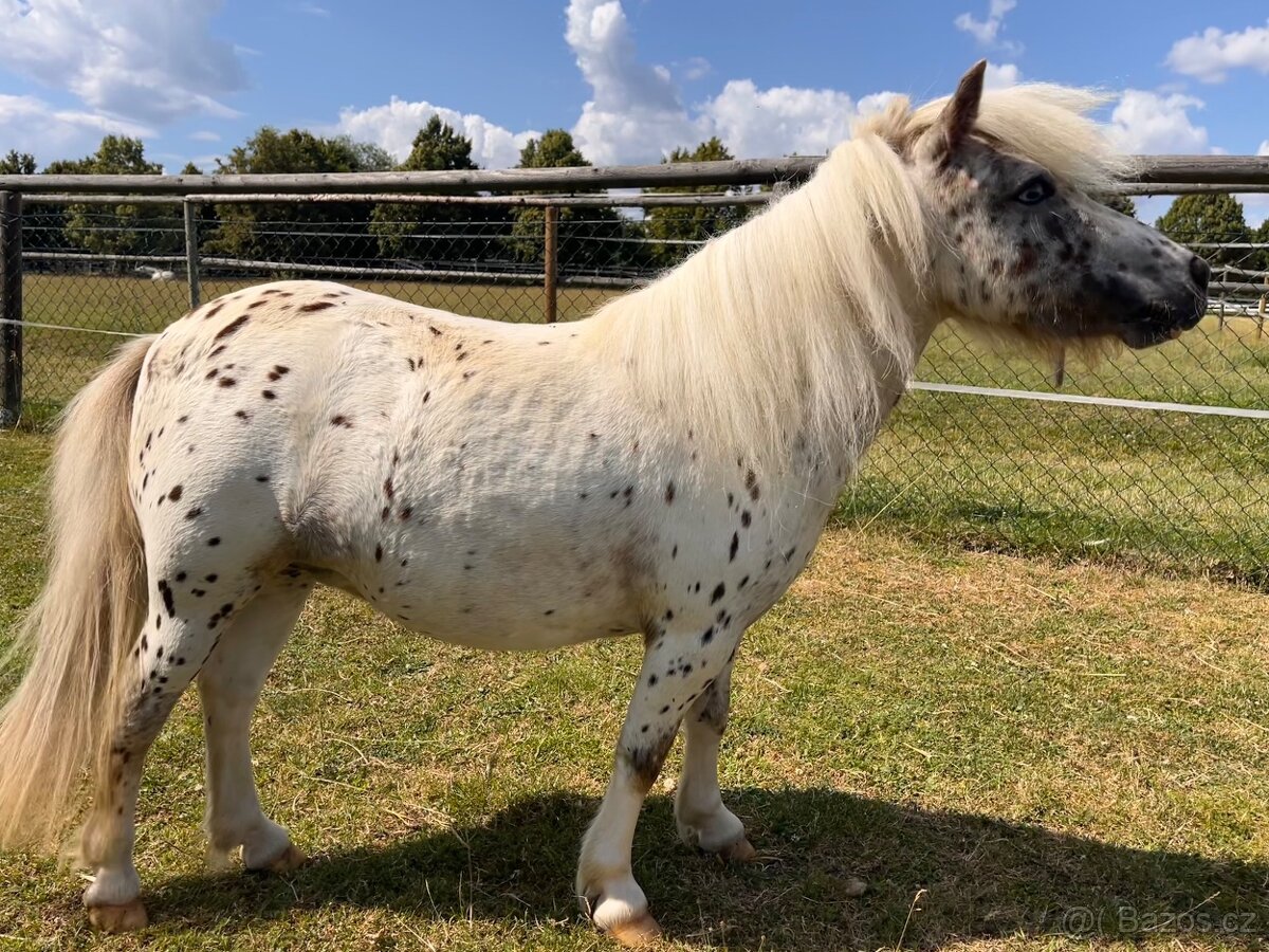 Prodám tříletou klisnu minihorse