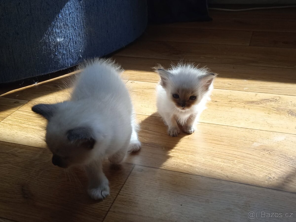 Prodám koťátka ragdoll
