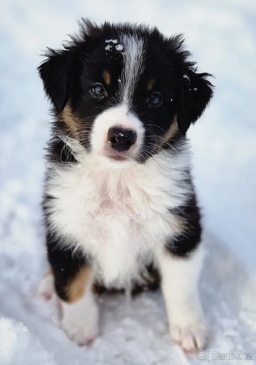 Australský ovčák s PP, black tricolor fena ihned k odběru