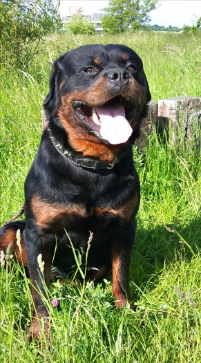 Rotvajler, rottweiler, RTW s PP – KE KRYTÍ