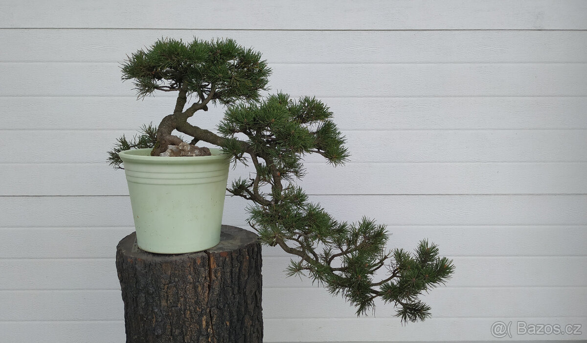 Borovice kleč (Pinus mugo var. Mughus)