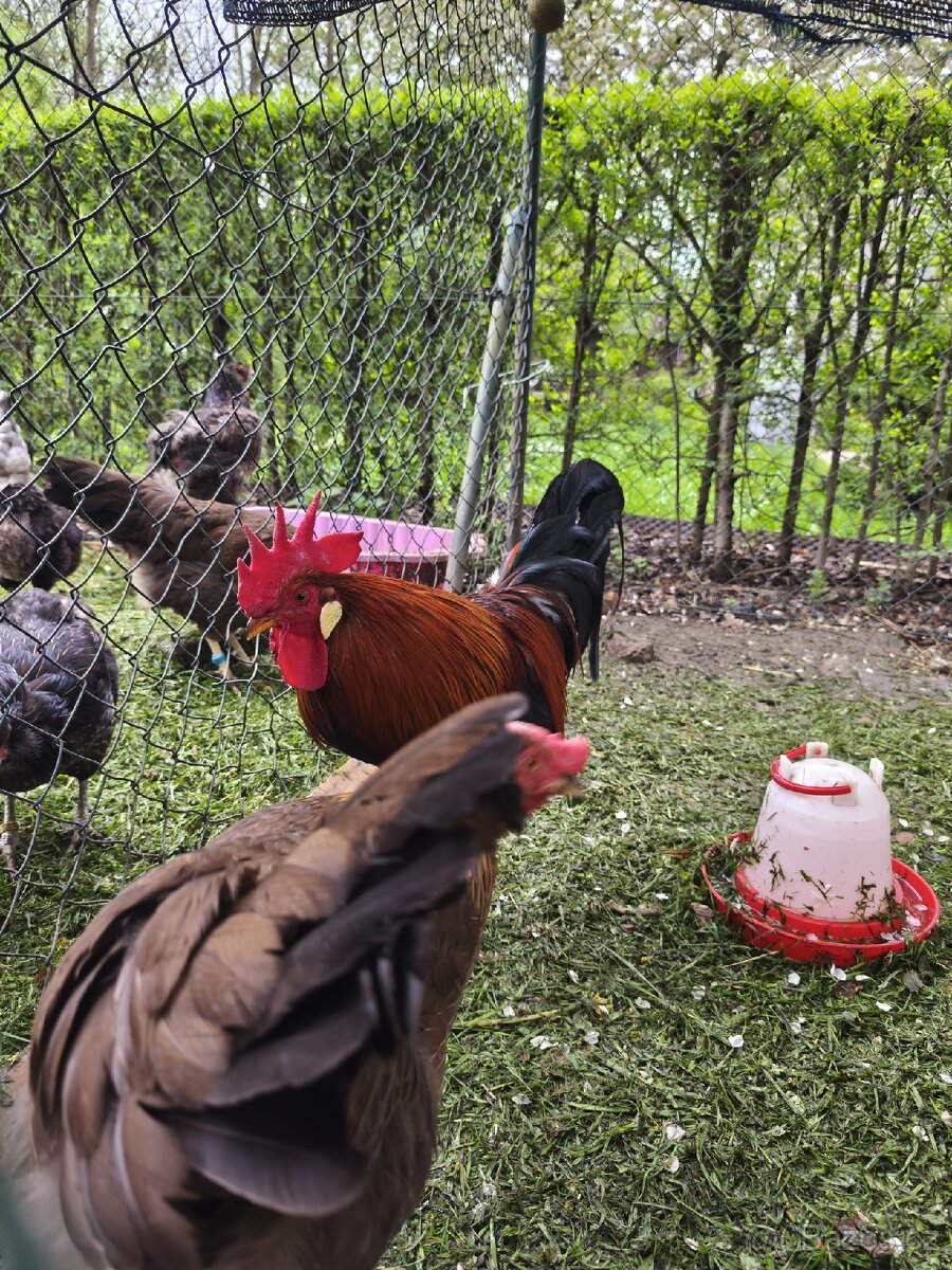 Kohouti vlaška koroptví