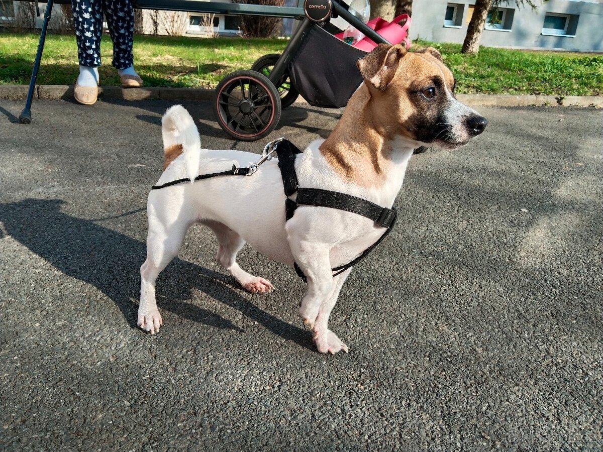 Jack Russell