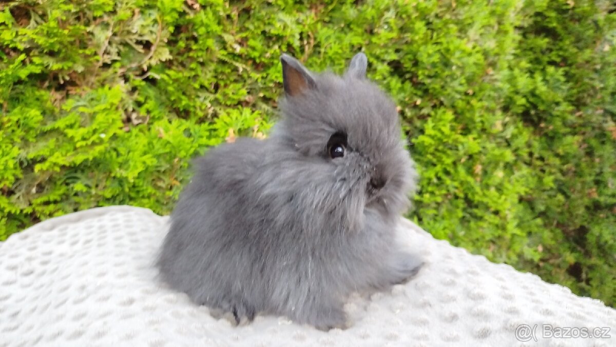 Zakrslý králík, králíček-(TEDDY)-OLAF,OLIVER,OLINA