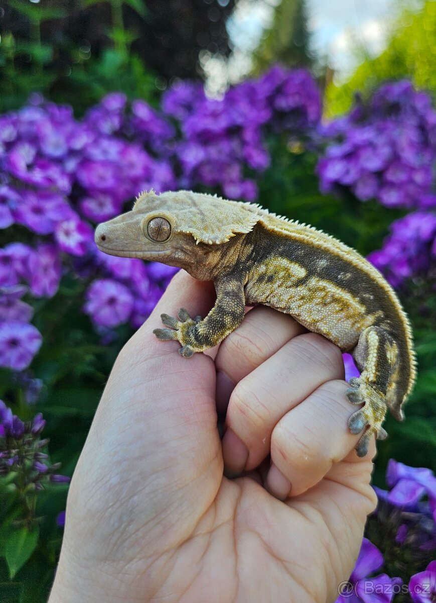 Pagekon řasnatý / ciliatus