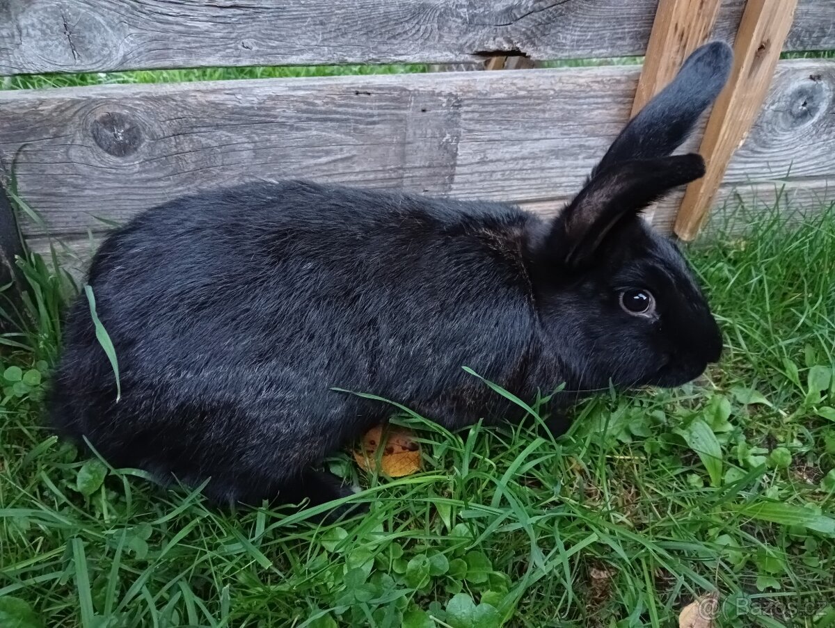 Nabízím mladého samce vhodného k chovu