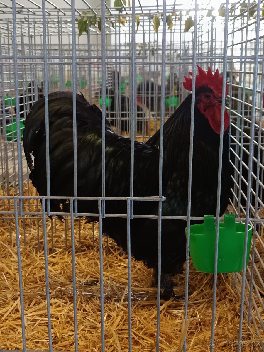 Kohouti Australka velká