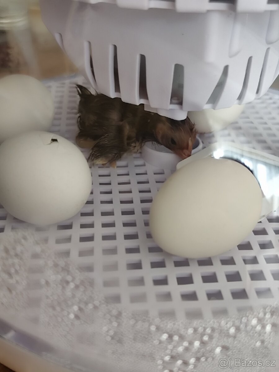 Koupím Násadová vajíčka sebritky