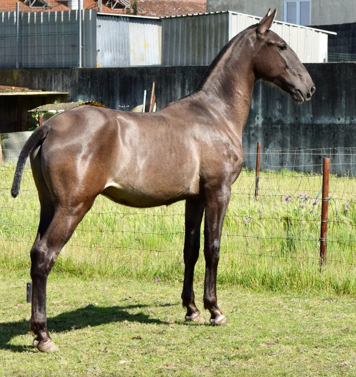 Puro Sangue Lusitano - roční hřebeček po Miura de Cais