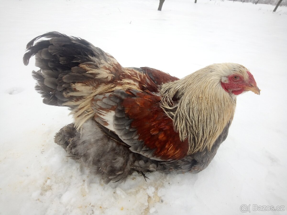 Brahmánka velká - kohouti