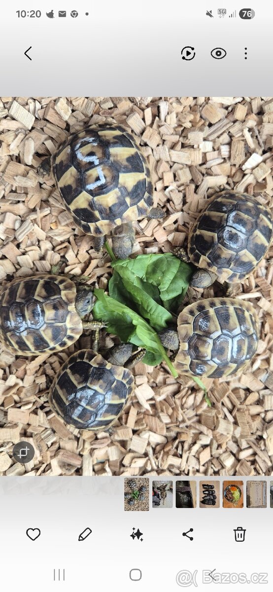 Želva zelenavá - testudo hermanni