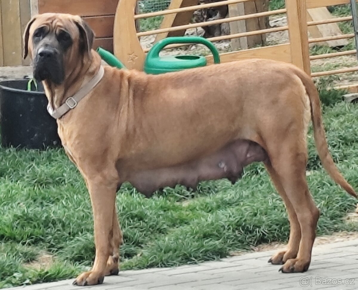 Tosa inu Štěňátka