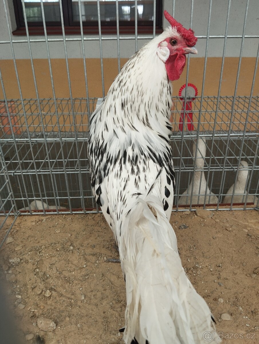 Prodám kuřice i kohouty viz inzerát.