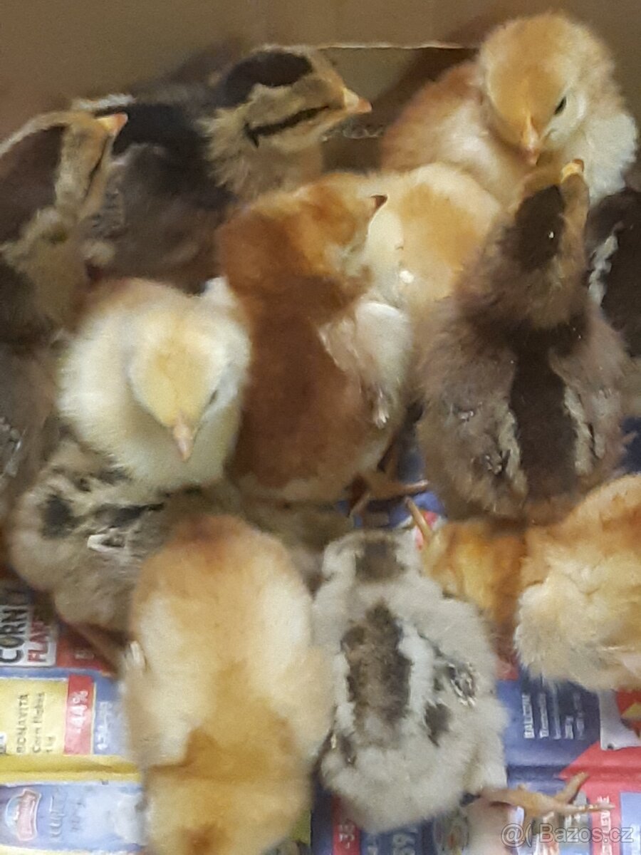 Rodajlendky, Australky,Vlašky,Kropenky,Kruty, Indický běžec