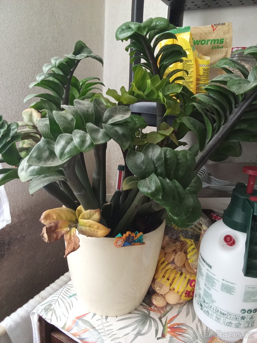 PRODEJ - Pokojová rostlina Zamioculcas (zakrslá nízká forma)