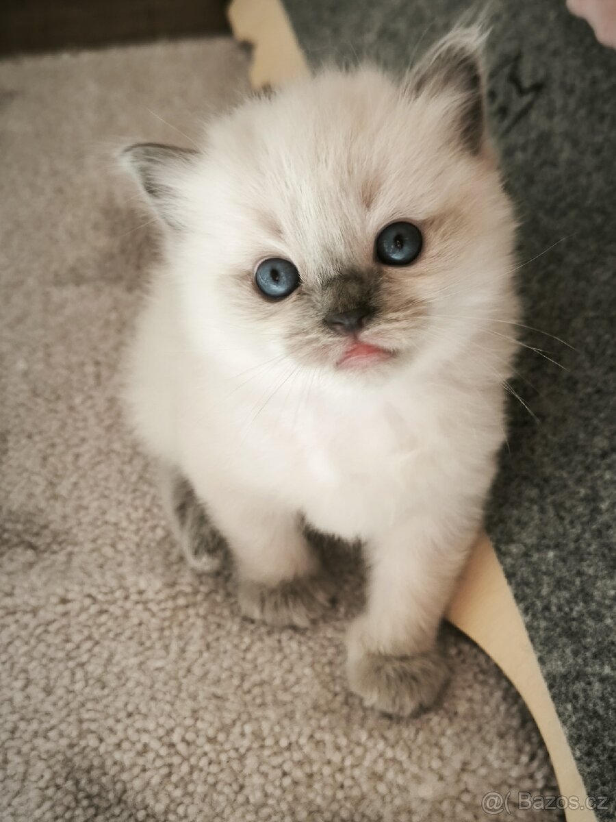Ragdoll kocourek s PP