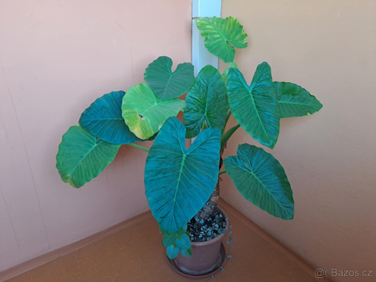 Monstera