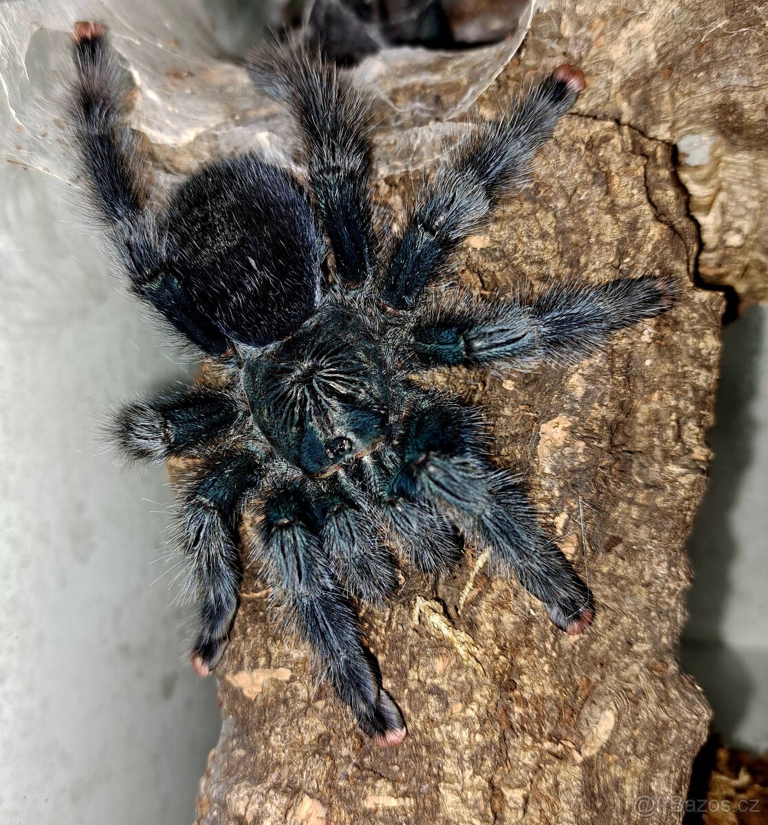 Avicularia aj.