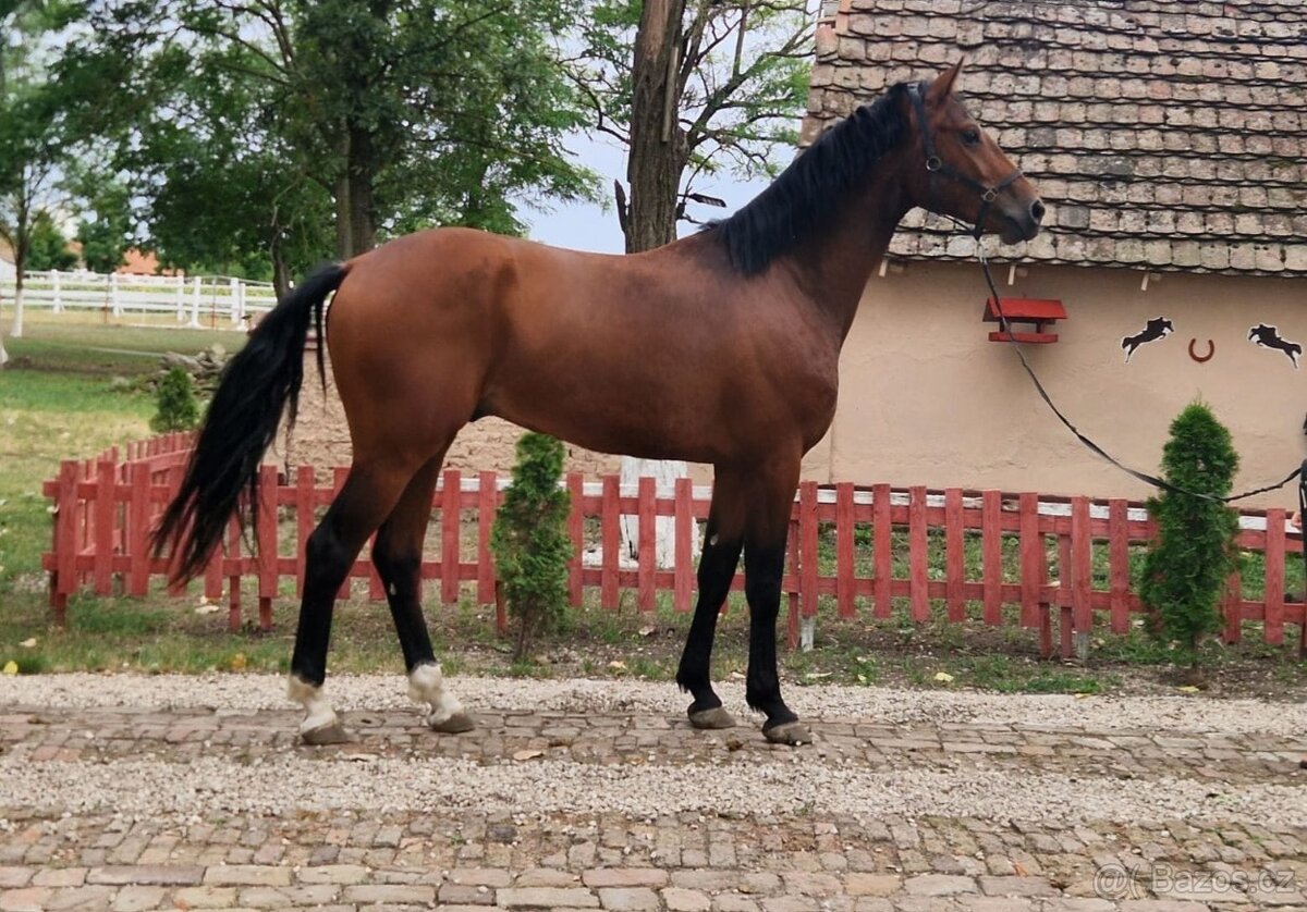 3letý valach