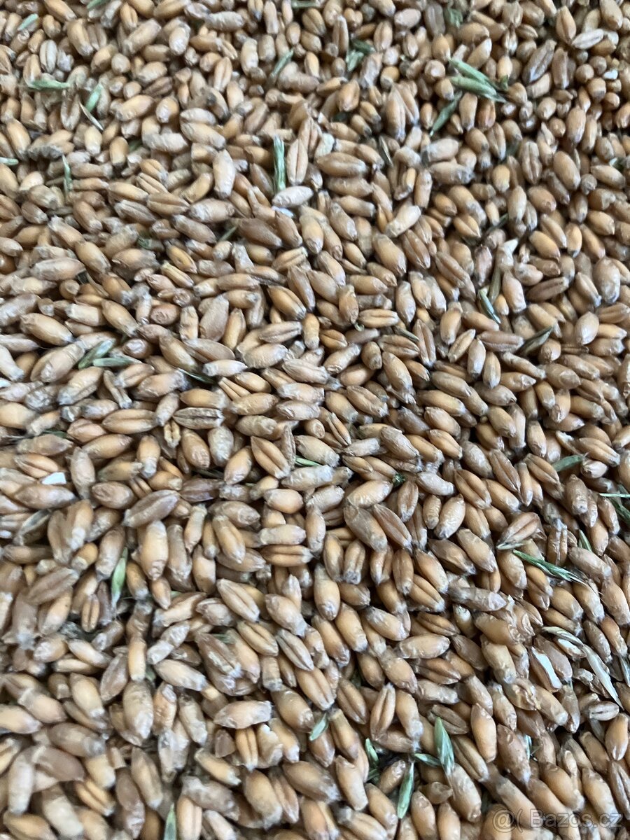Tritikale jarní