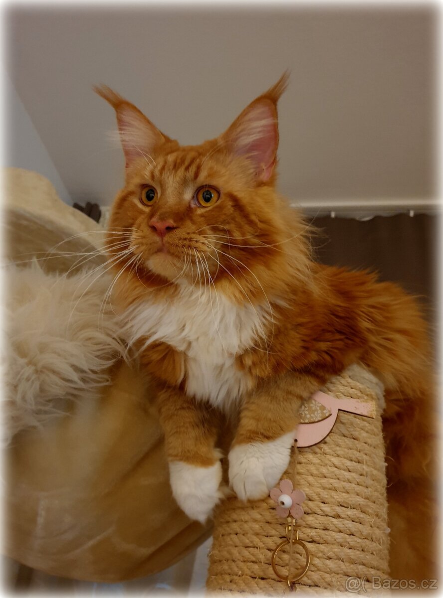 Mainský mývalí kocour - krytí