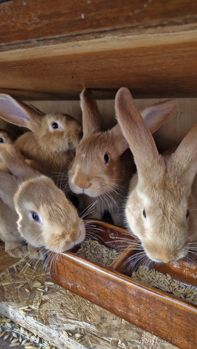 Burgundští králíci