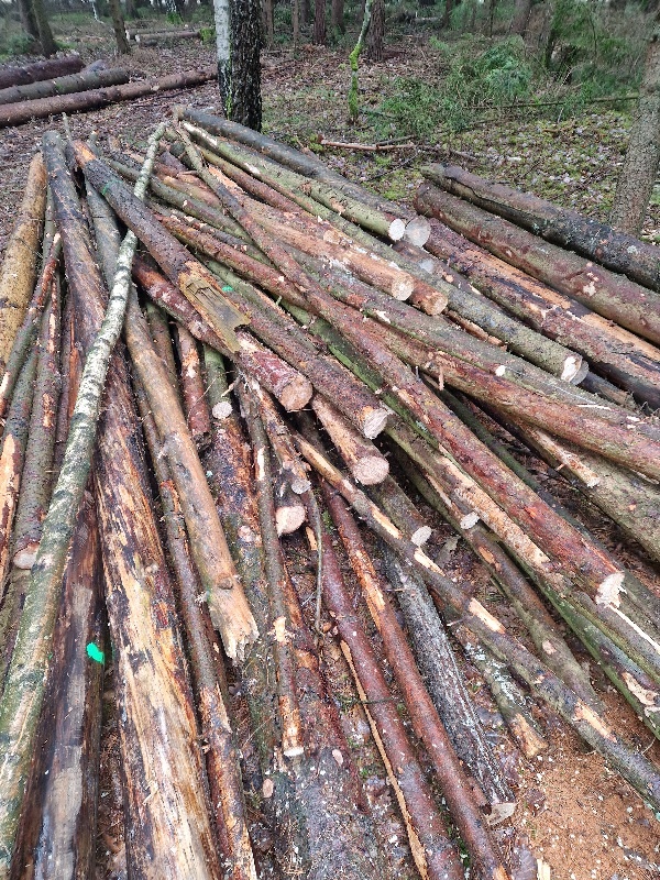 Palivové dřevo, měkké