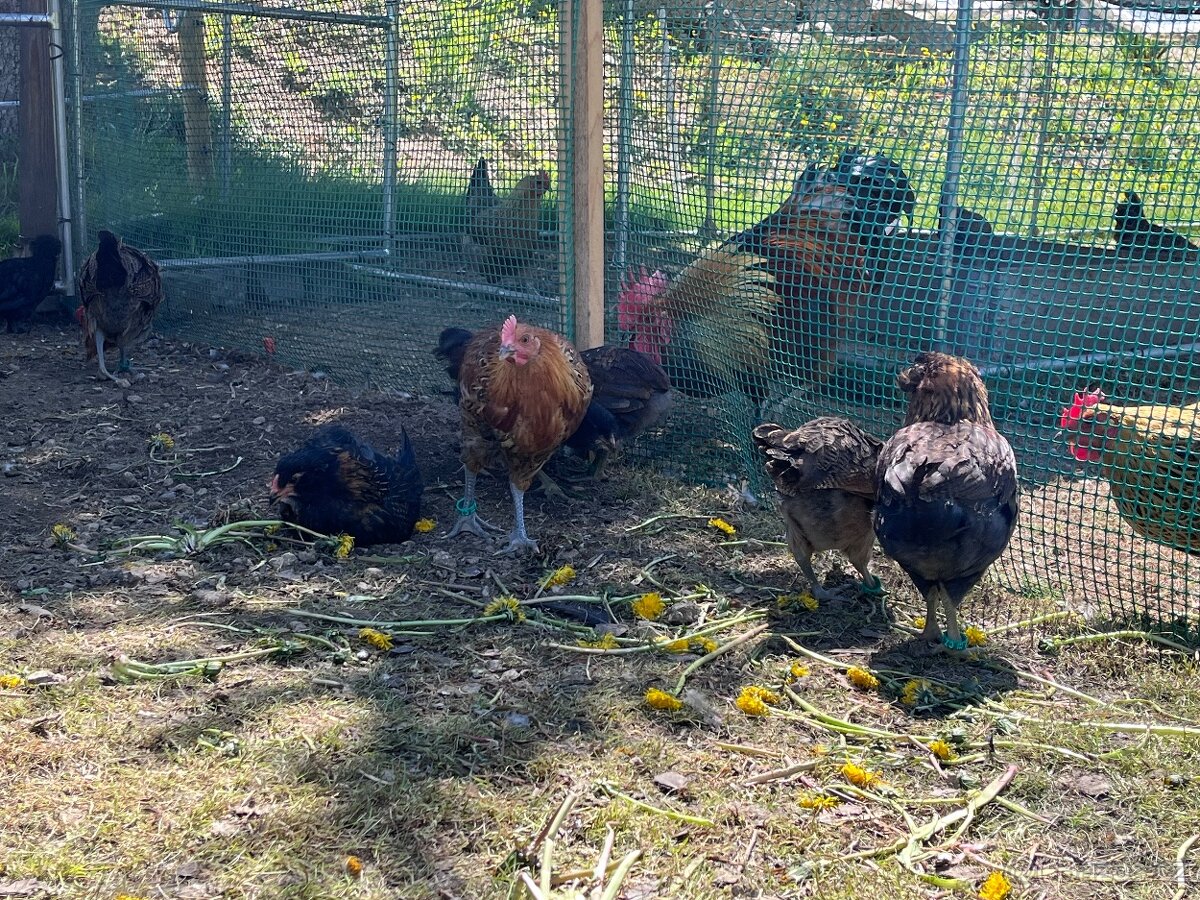 Letošní kohoutci - čistokrevní a kroužkovaní