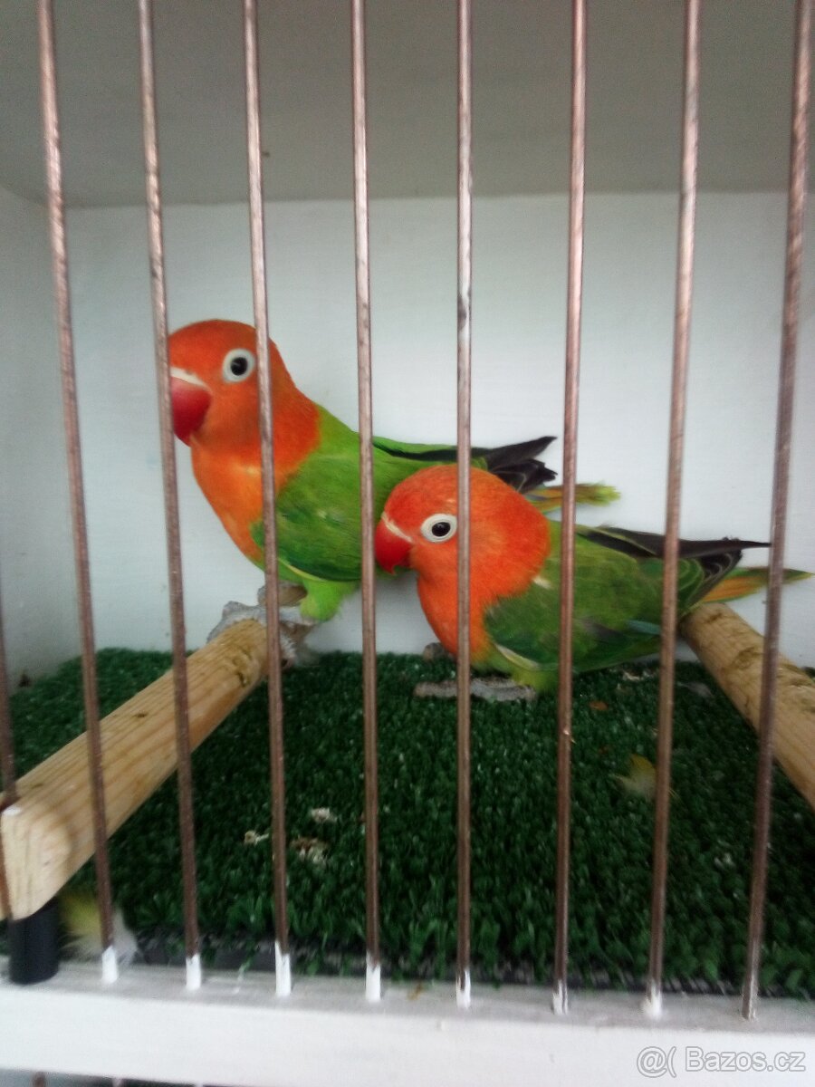 Agapornis fišeri