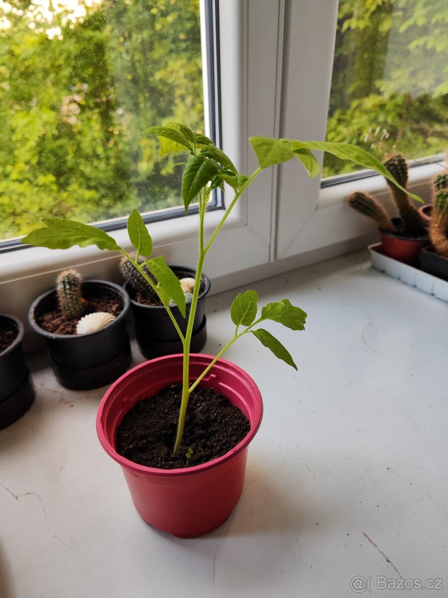 Prodám sazenice rajčat 🍅
