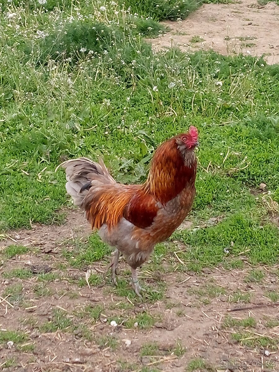 Kohout