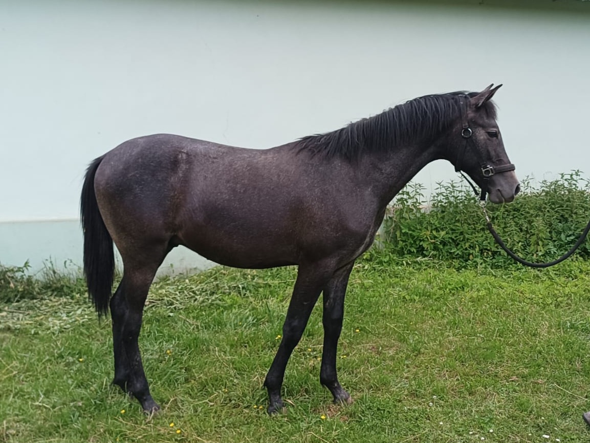 Coudy po Cannon Reuvekamp's Z