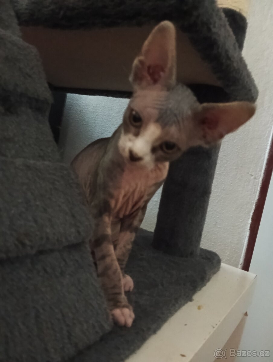 Sphynx koťátko