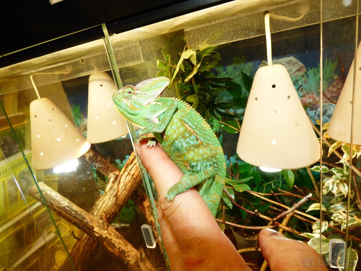 Chameleon jemenský