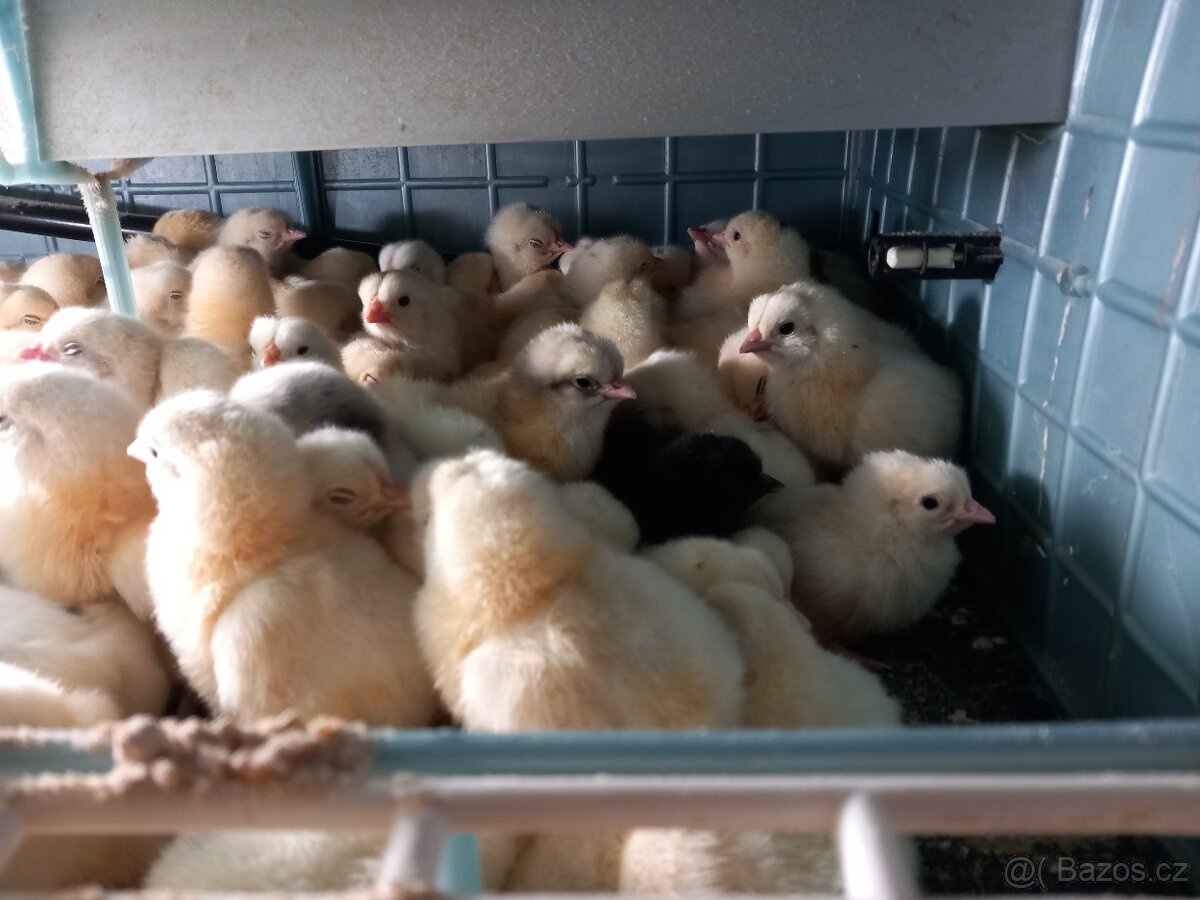 Prodávám kuřata Dominant a Ayam Cemani