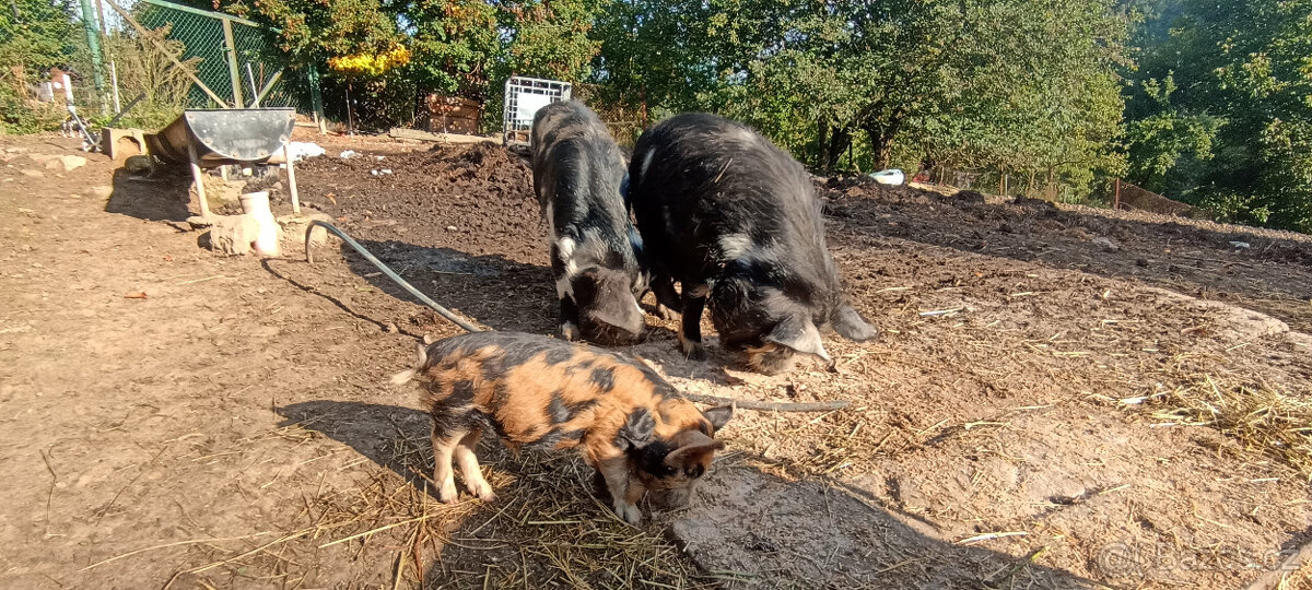 chovný kanec kune kune stáří 4 roky - změna krve
