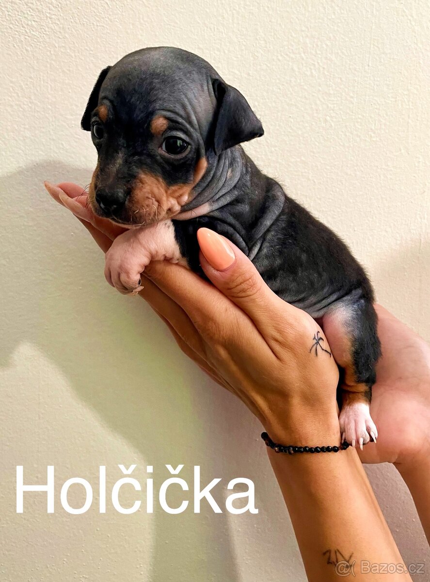 Americký bezsrstý teriér