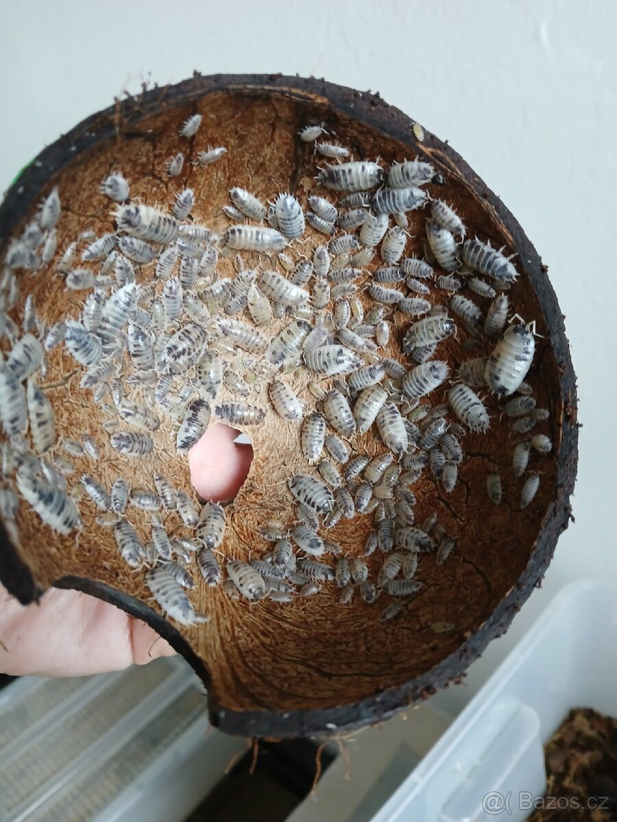 Isopody -stínky