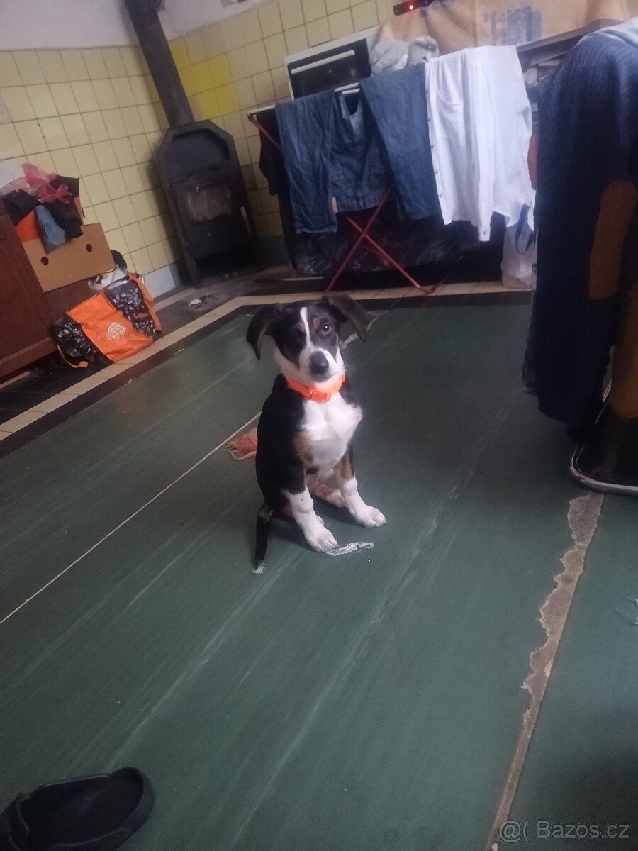 Daruji 3mesicni štěně