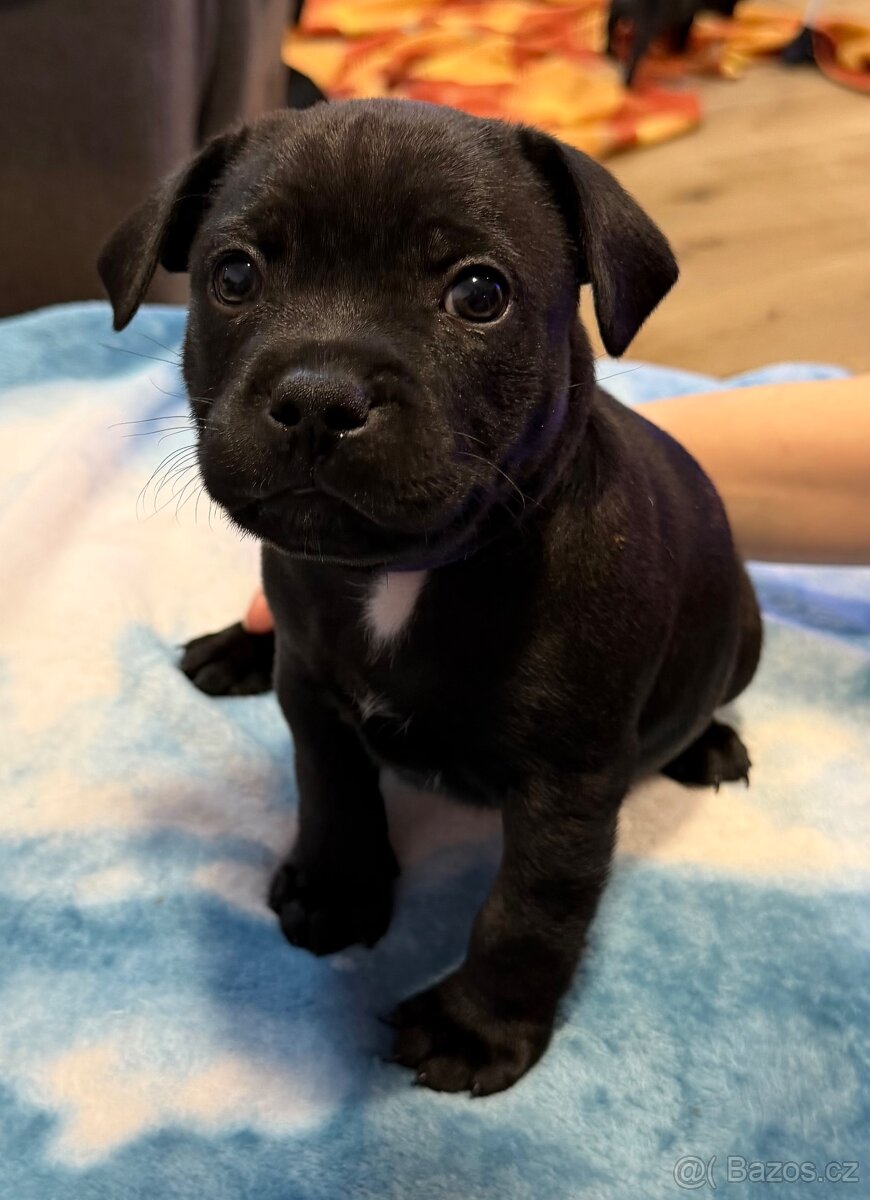 Stafordšírský Bulteriér