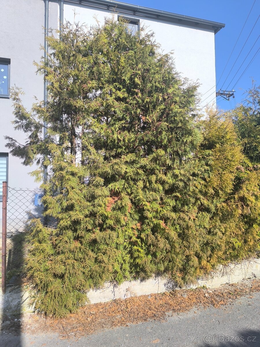 Prodám túje